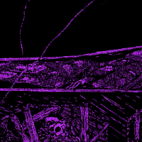 Punk’s Phill’s not dead, it’s just not feeling well.